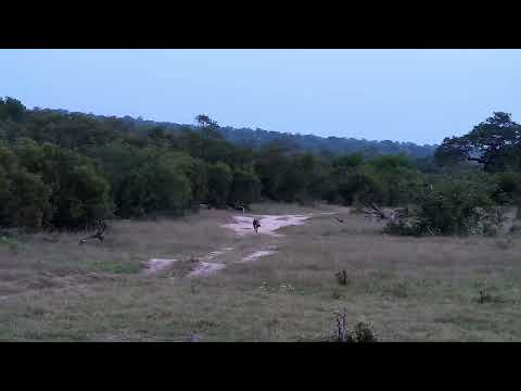 Djuma: Hyena drinks at pan then walks up Twin Dams Road - 18:26 - 11/24/2022