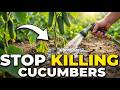 Why Your Cucumbers Keep Dying And the Simple Fix