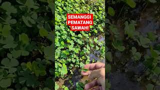 Download lagu BUDIDAYA SEMANGGI ENAK DAN BERGIZI TINGGI! #shorts #petani #budidaya #semanggi #sawah #satisfying mp3