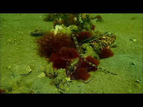 Tauchen Holland 07.10.2018