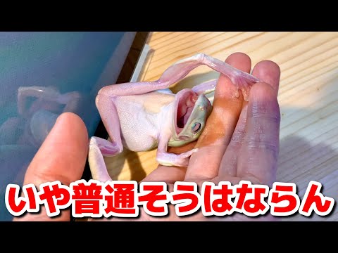 本物のヒキガエル 植物