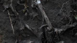 Nightmare Scenario- &quot;Earth Below&quot;