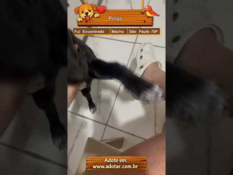 Vídeo de Pingo