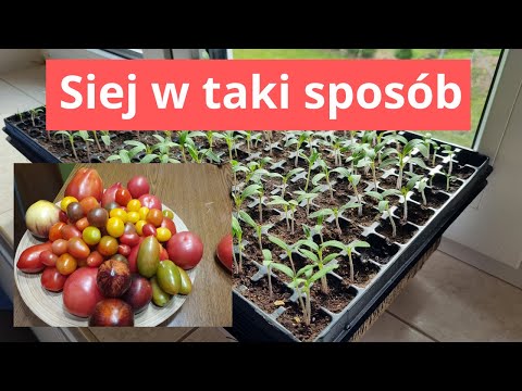 Siej pomidory w taki sposób. Produkcja rozsad. Aż do sadzenia