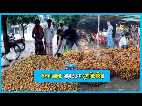 সুপারির ফলন ভালো হলেও , দামে হতাশ চাষিরা!