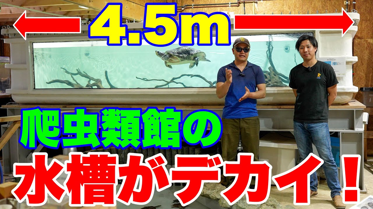 【ちゃんねる鰐さんとコラボ】爬虫類館の水槽がデカい！#大型魚 #アジアアロワナ #アロワナ #aquarium #古代魚 #アクアリウム