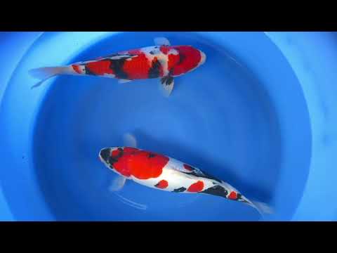 JKS Online Auction : JKSAC-2025-11-19 Hiroi 2Y D Showa Female - Male Showa ± 45 cm