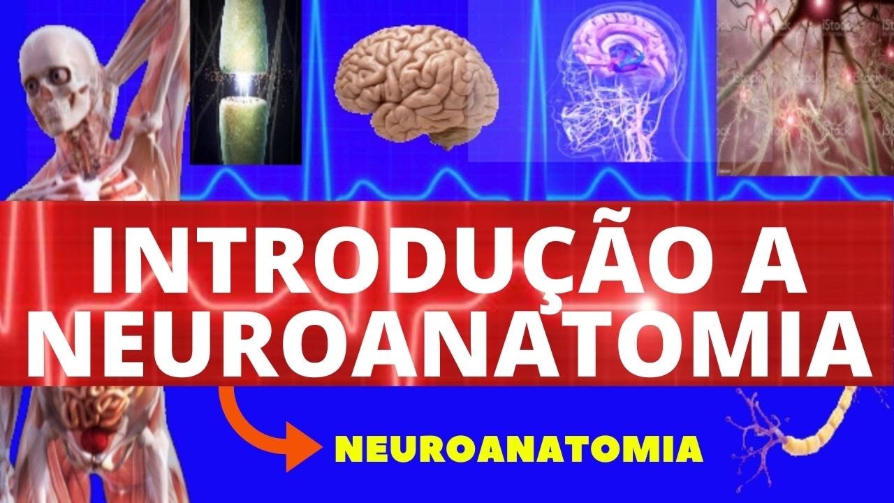 INTRODUÇÃO À NEUROANATOMIA - INTRODUÇÃO COMPLETA DO SISTEMA NERVOSO - NEUROANATOMIA