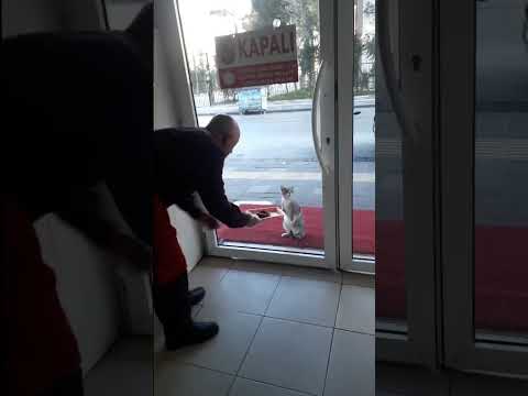 DOSTLAR YEMEK İSTİYORLAR ❤️#animal #cat #kedi #animals #katze #kitten #kedi