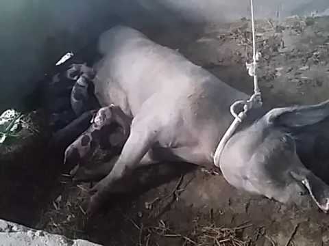 AWESOME MOTHER PIGS & THEIR PIGLETS[ 2017]