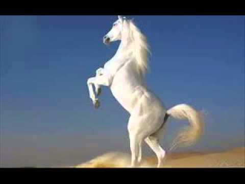 Pro Kuchek 2013 ork djodji Bend   Vihar 2 = By Dj Romeo