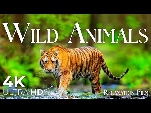Wild Animals 4K • Untamed Nature Relaxation Film with Peaceful Music