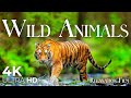 Wild Animals 4K Scenic Wildlife Relaxation Film With Peaceful Music
