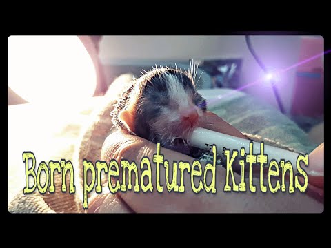 EP01 : How to Feed and Clean pre-matured Kittens