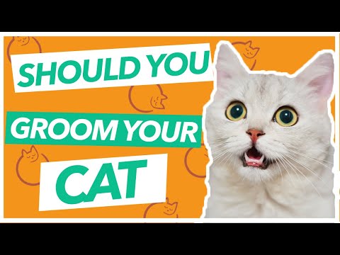 Should You Take Your Cat to a Groomer - IS IT WORTH IT?!