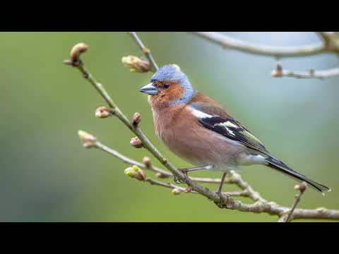 Het geluid van de Vink - Natuur en vogel geluiden om de Vink te leren herkennen | 10 uur