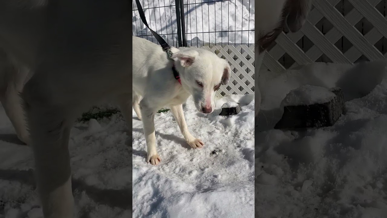 Enlarge Chance Blue Eyes , an adopted mixed breed in Blairstown, NJ video 2/5