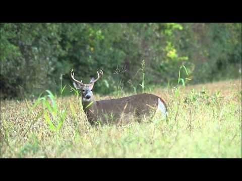 9-Point Whitetail Deer Buck in Bean Field