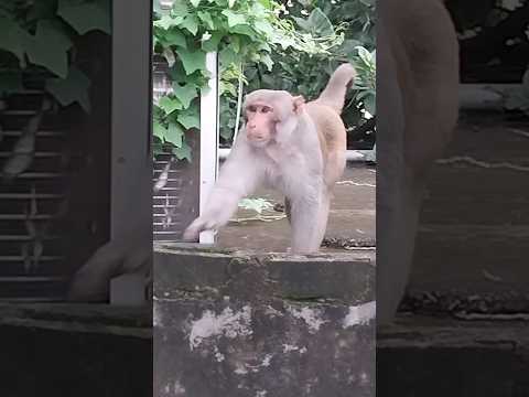 Jay Vir Hanuman 🐒 #shorts  #hanuman  #rre