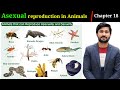 18 7 Asexual Reproduction In Animals Chapter 18 Fsc Biology 2nd Year