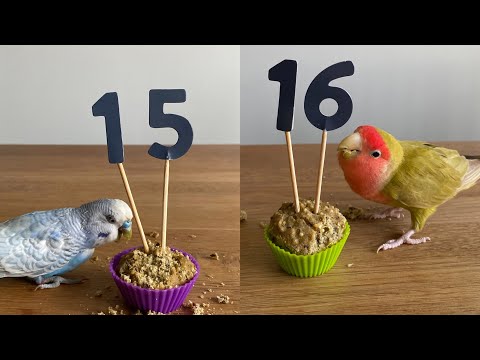 Flink turns 15! and Paquito 16: everything that's happened this year...