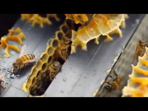 Reportaža TV Hema o pčelarstvu sa Selvirom Čolićem