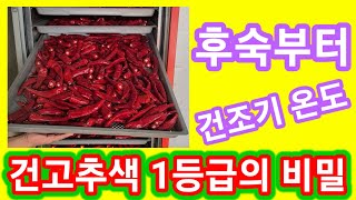 건고추색 1등급의 비밀 후숙부터 건조기 온도까지~ 고추건조기 건고추만들기