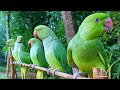 Talking Parrot Natural Sounds Voices