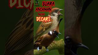 Download lagu Gereja Tarung Sambung Cililin Gacor 🔥 Pancingan Murai & Kacer Auto Emosi! mp3