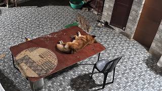 7 registro inéditos de ataques de leopardos a cães domésticos!!!
