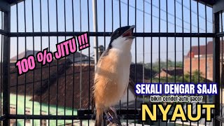 Download lagu cendet gacor EMOSI PANJANG MEWAH buat PANCINGAN CENDET AGAR BUNYI bikin BURUNG PENTET GACOR RESPON mp3