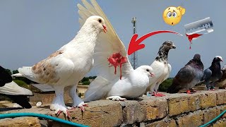 Kabutar Bazi Video #youtube #pigeon #bird #kabotar #fancykabutar #newvideo #viral