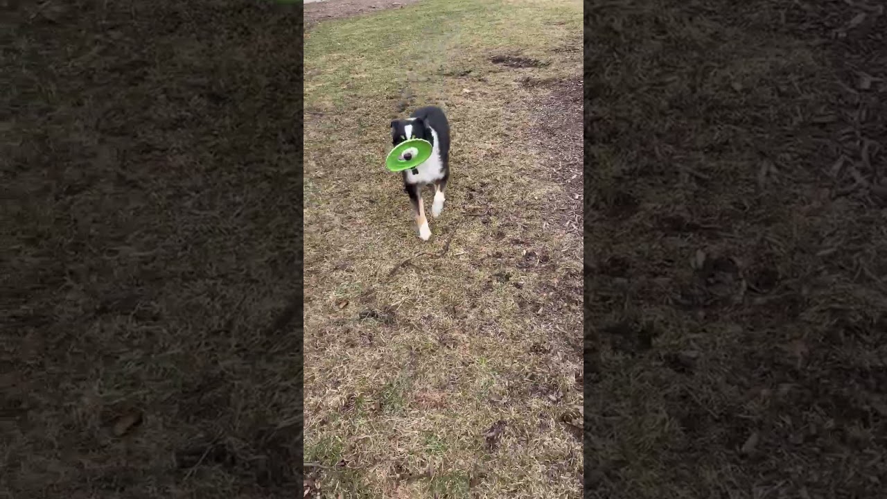 Enlarge Kai, a ADOPTABLE mixed breed in Warrenville, IL video 5/6