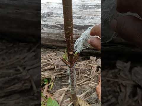 se un profesional en injerto de cacao .En Alto Amazonas Loreto