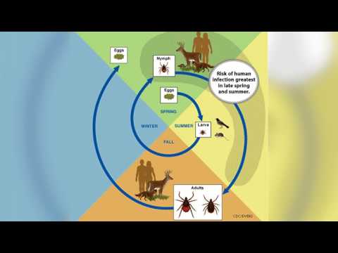 Tick Safety: Which ticks carry Lyme Disease?