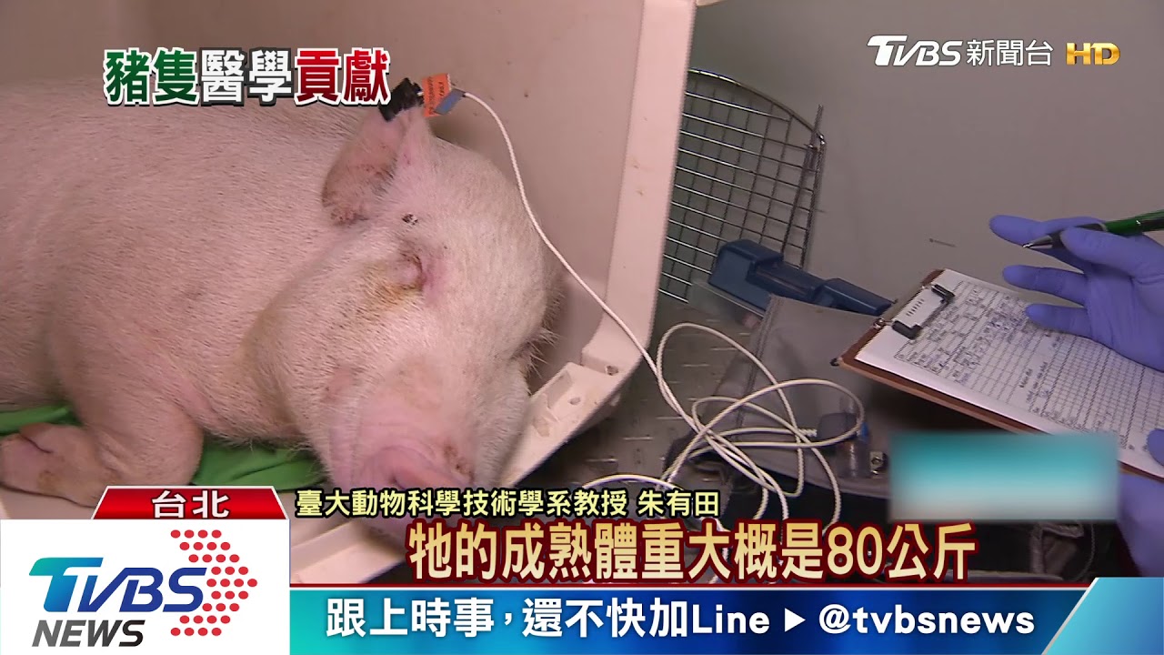 吃魯肉飯怎能不感激? 實驗豬醫療貢獻顯著