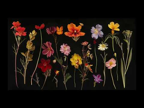 Alexjazz - Були квітами