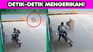 Download lagu ALMOST BECOMING PREY! The Most Horrifying Animal Attacks Ever Recorded mp3