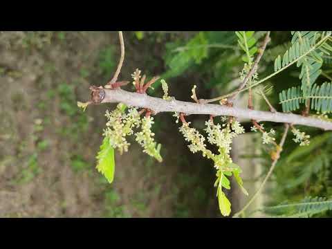 Aonla or Amla  Flowering and Fruiting | Indian Gooseberry l Flowering in determinate shoots l