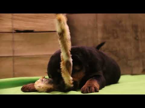 Guardian Zakiah von Gottschalk