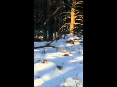 Native Yooper Deer Caller