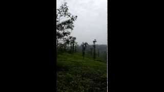 preview picture of video 'Awesome Landscape of Tea Estate in Coorg'