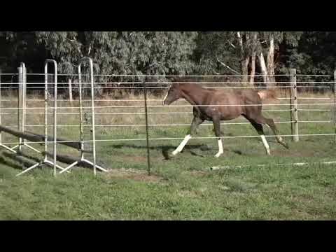 Tulara Deloraine  Dia Corrado/Colman/For Fashion/Cornet Obolensky colt