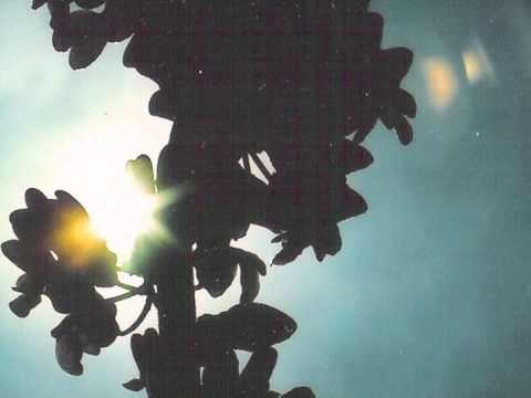 husky rescue - hurricane