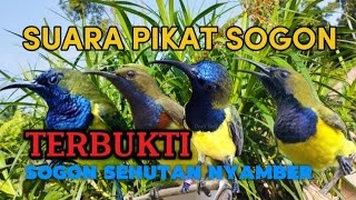 Download lagu suara pikat sogon terbukti sogon sehutan  nyamber #pikatsogon  mp3
