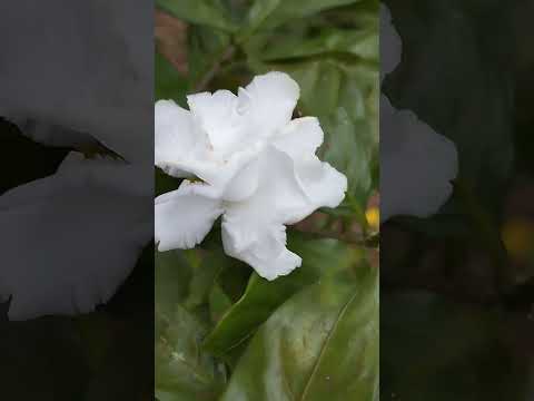 Beautiful white flower #shorts #youtubeshorts