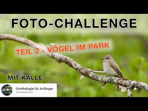 Vogelfotografie Challenge Teil 2 (mit Kalle) - Vögel im Park oder Garten fotografieren