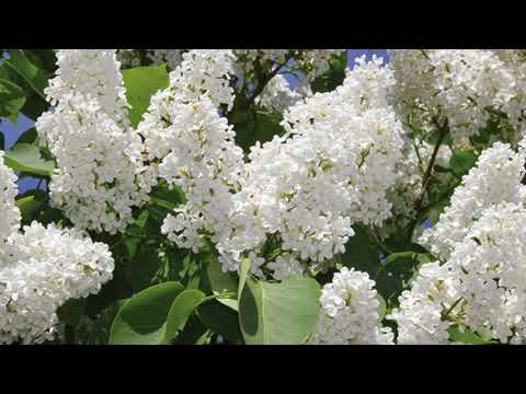 Dato Gomarteli-"Tetri Iasamani"  "თეთრი იასამანი"