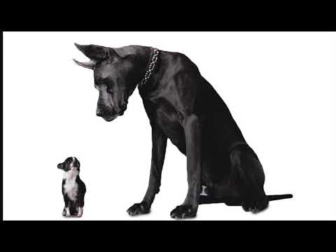 Video thumbnail for Big Dawg Status