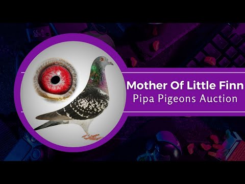 Mother Of The Victoria Falls Winner Racing Pigeon ' Little Finn ' & Many OLR toppers In Pipa Auction